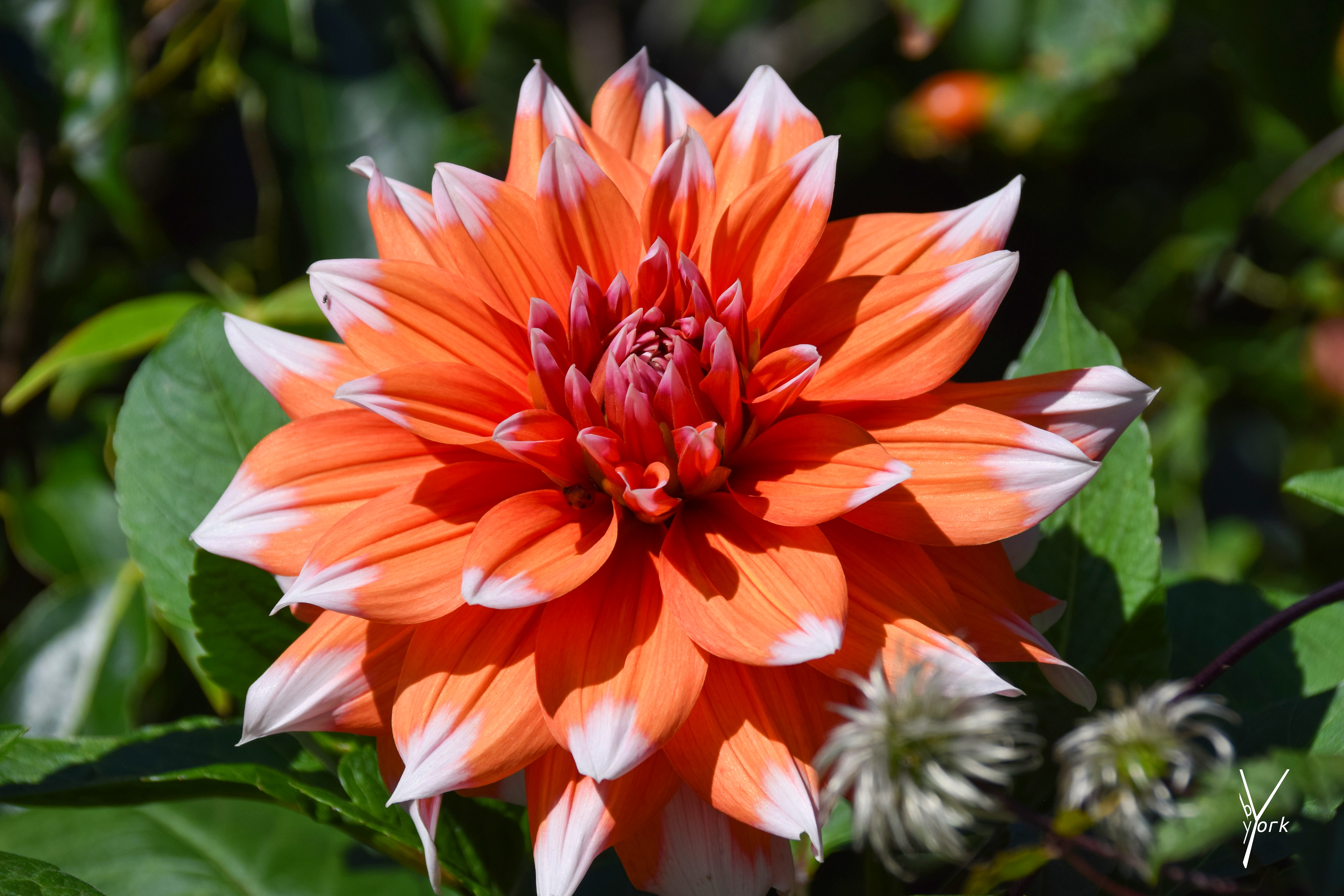 Rød hvid Dahlia