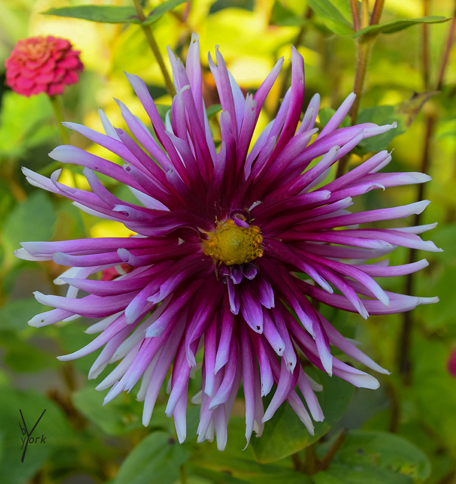 Frynset Dahlia