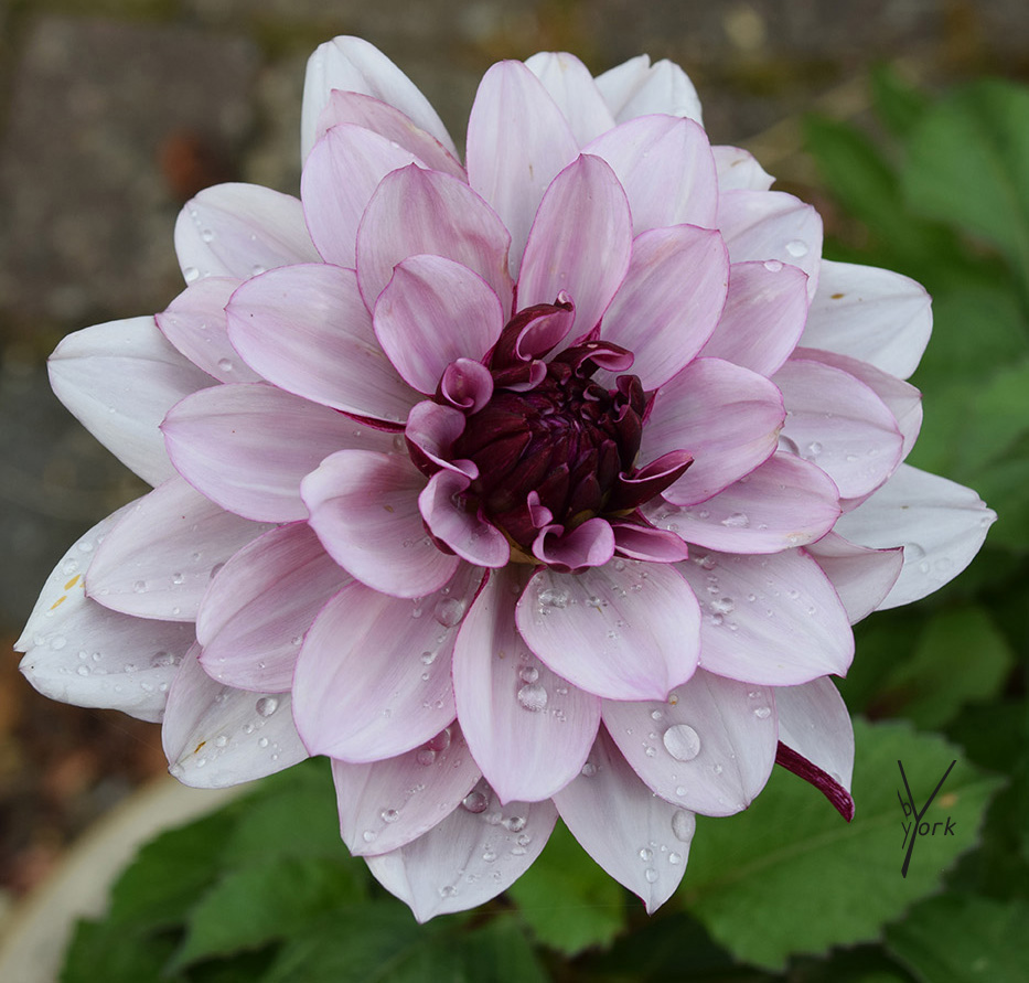 Flerfarvet lilla Dahlia