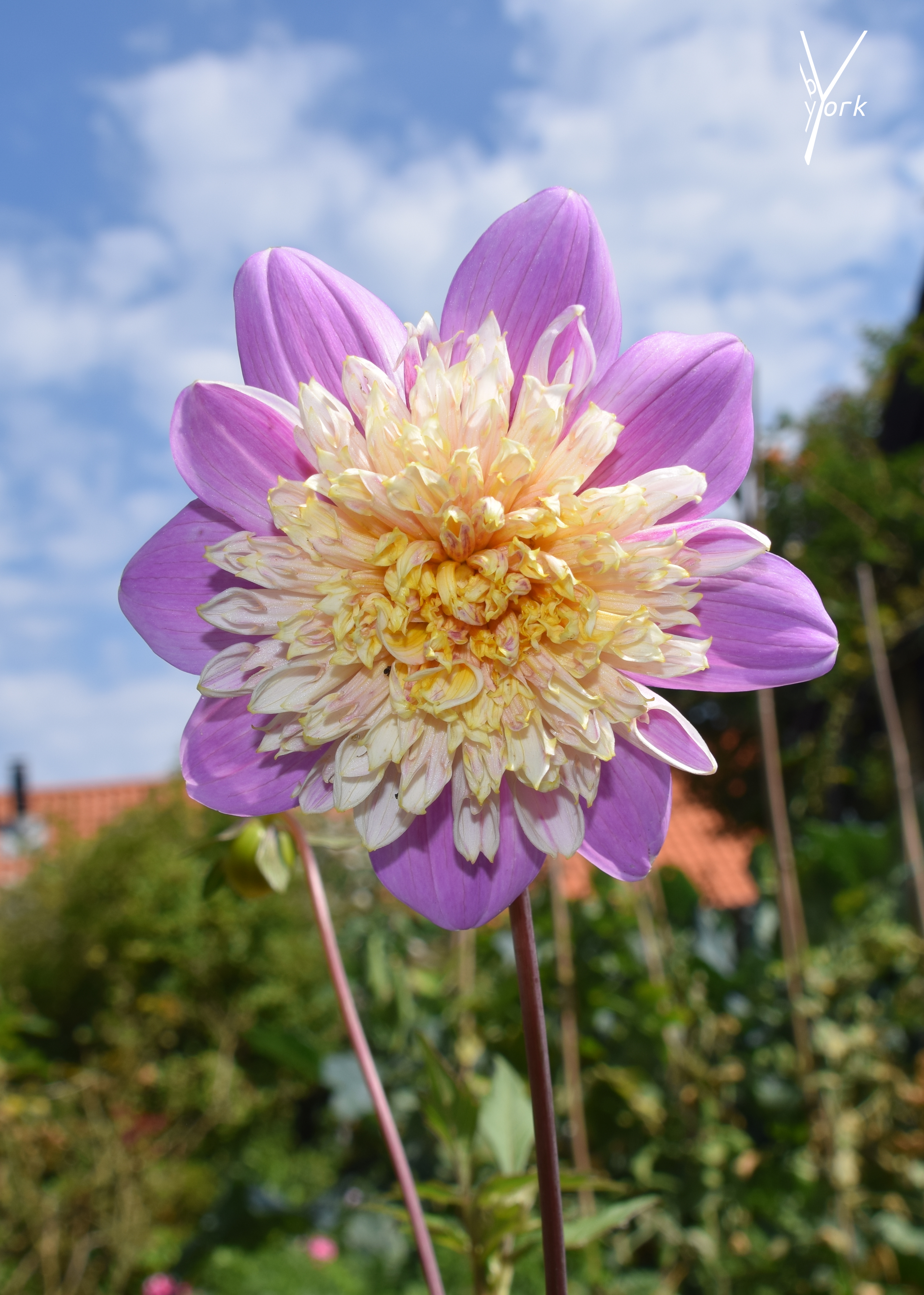 Glad Dahlia i nye Dahlia bed