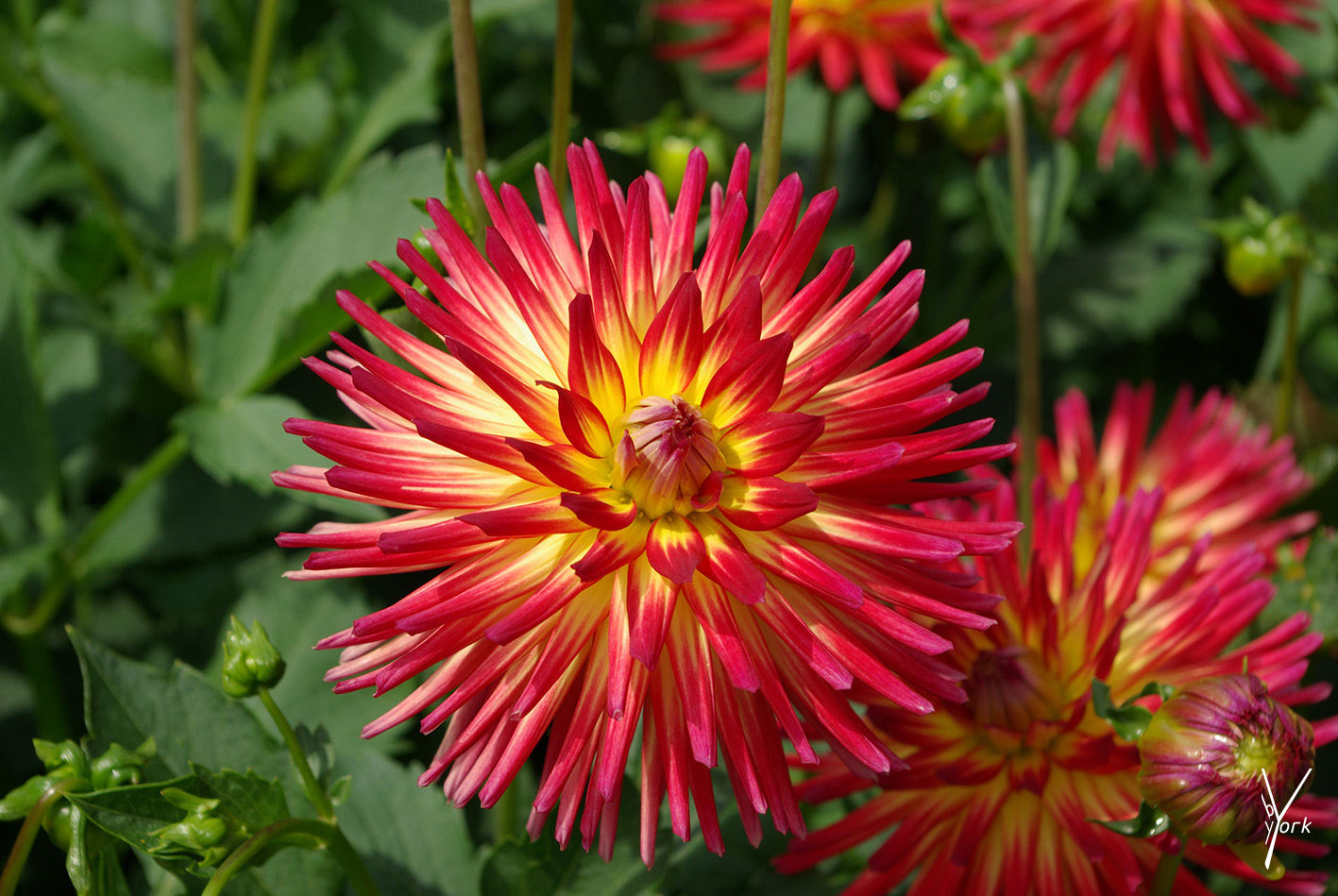 Ildfarvet Dahlia