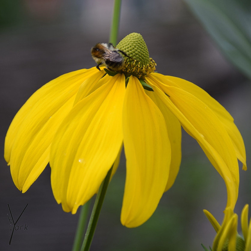 RUDBECKIA NITIDA 'HERBSTSONNE'